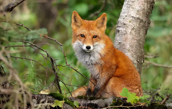 Picture look, branches, tree, Fox, red