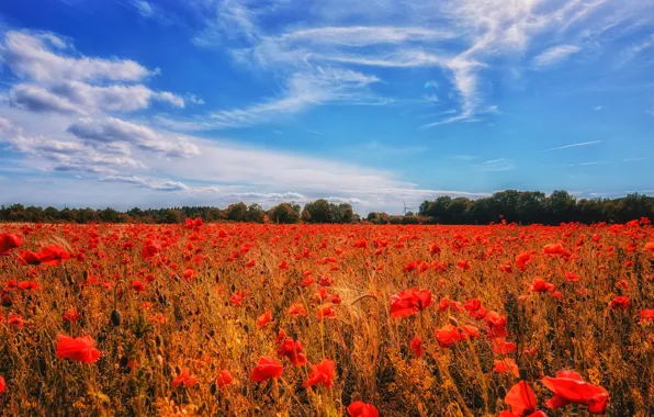 Picture summer, the sky, clouds, flowers, red, blue, Mac, Maki