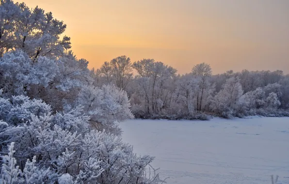 Picture winter, frost, snow, trees, landscape, sunset, nature, the evening