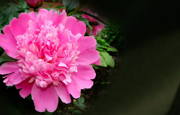 Picture summer, flowers, beauty is in simplicity, pink peony, author's photo by Elena Anikina