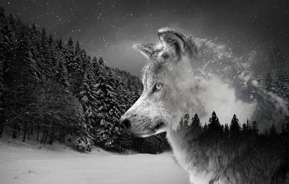 Predator, nature, animal, wolf, wildlife, portrait, portrait., Silver Wolf