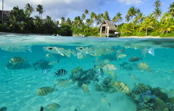 Water, transparency, fish, the ocean, Laguna, under the lagoon