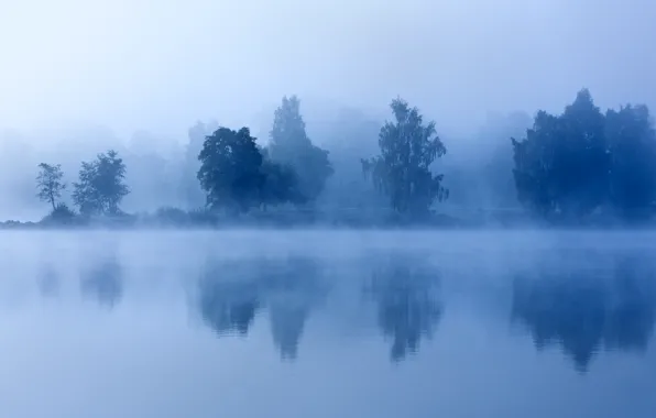 Picture trees, fog, lake, morning, twilight