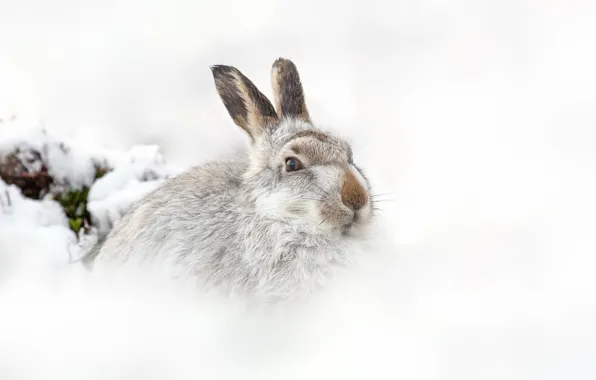 Wallpaper hare, background, nature