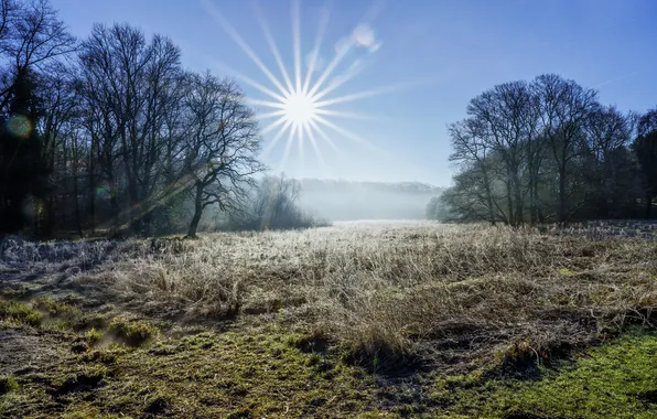 Winter, frost, morning, meadow