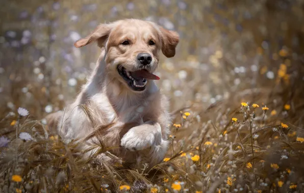Field, joy, flowers, dog, ears, walk, Golden Retriever, Golden Retriever