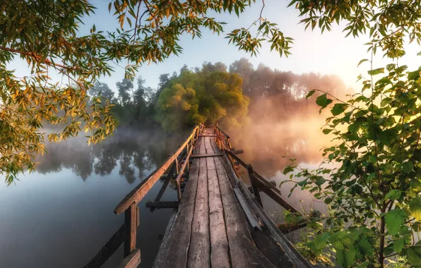 Trees, landscape, branches, nature, fog, river, morning, the bridge