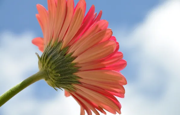 Picture flower, the sky, petals, stem, gerbera