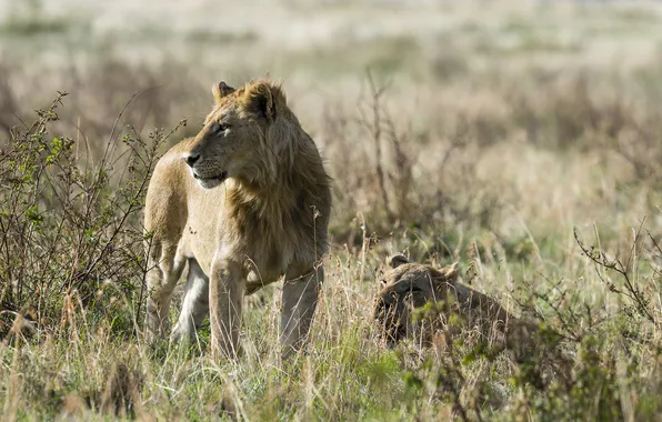 Picture look, stay, Leo, lions