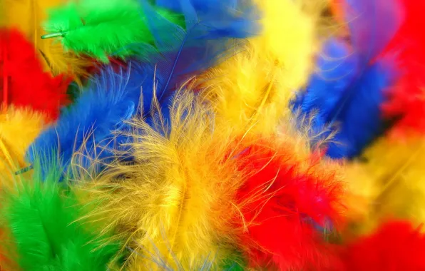 Picture macro, color, feathers