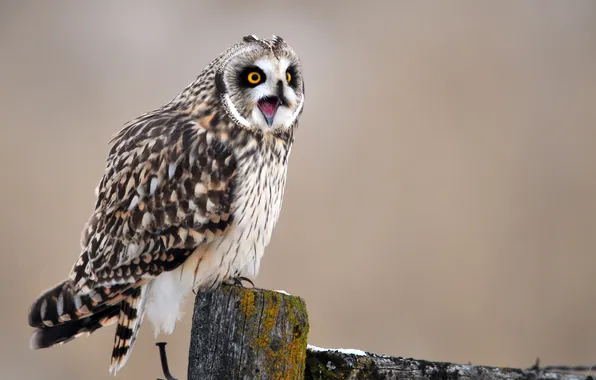 Background, owl, bird