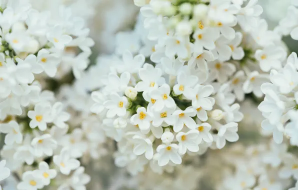 Spring, flowering, white lilac
