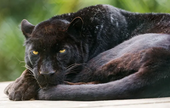 Cat, black, Panther, leopard, ©Tambako The Jaguar