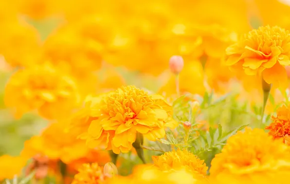 Summer, flowers, yellow, marigolds, barhatets