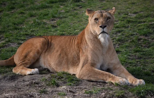 Nature, Cat, Lioness, Weed, Stay