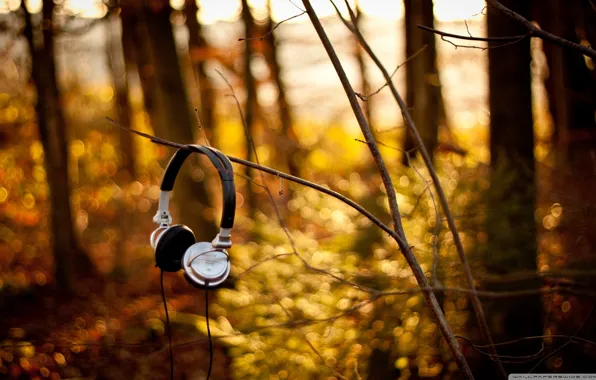 Picture autumn, forest, nature, headphones