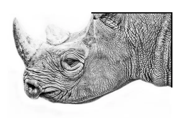 Nature, background, Rhino