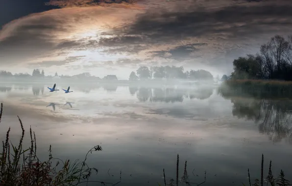 Picture landscape, lake, morning, village, swans