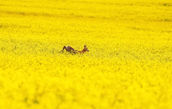 Field, ROE, rape