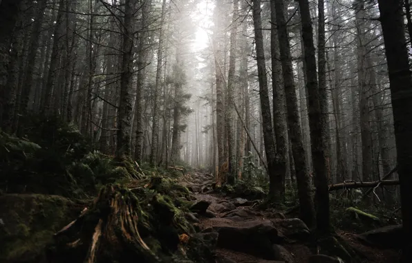 Picture forest, trees, nature, stones