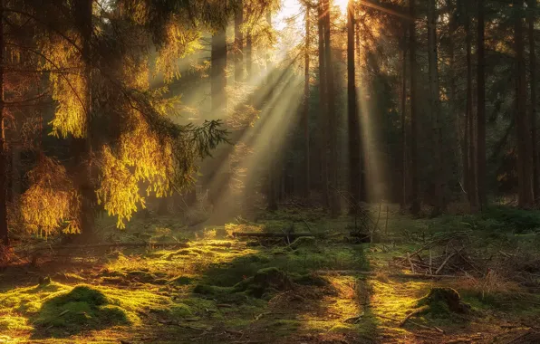 Picture forest, rays, light, trees, nature