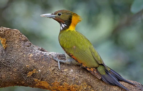 Background, tree, bird, woodpecker, green woodpecker, yellow - necked green woodpecker