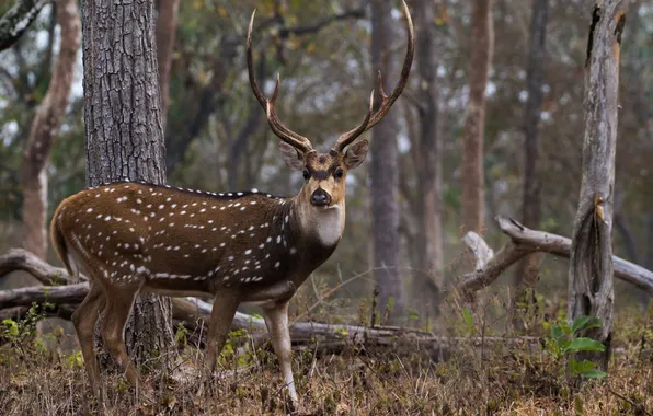 Picture white, black, brown, dots, deer, horn, sharp, animal_stan