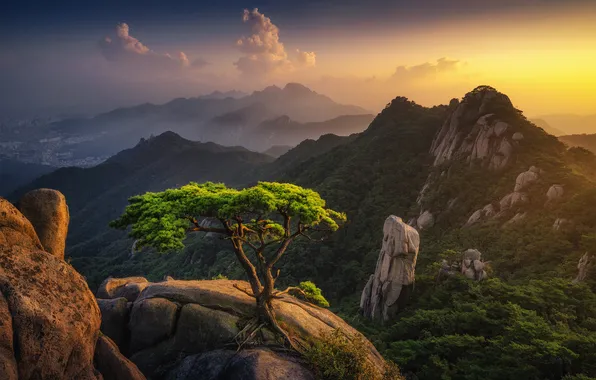 Forest, the sun, clouds, mountains, fog, stones, tree, rocks