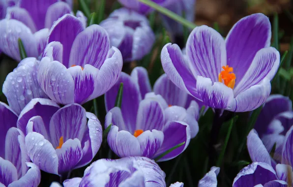 Drops, macro, flowers, spring, petals, garden, purple, crocuses