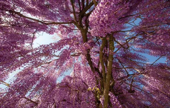 The sky, light, flowers, branches, tree, branch, beauty, spring
