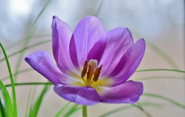 Picture flower, nature, Tulip, petals