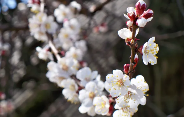 Flower, macro, cherry, sprig, branch, spring, flowers, apricot