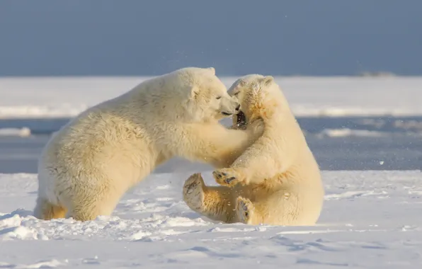 Picture winter, snow, nature, pose, shore, the game, two, bear