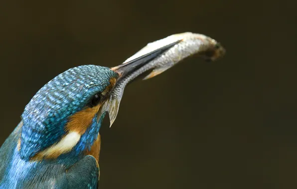Fish, Alcedo atthis, Kingfisher