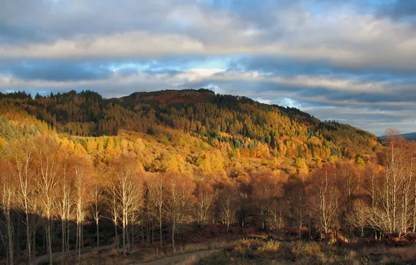 Picture autumn, forest, trees, hill