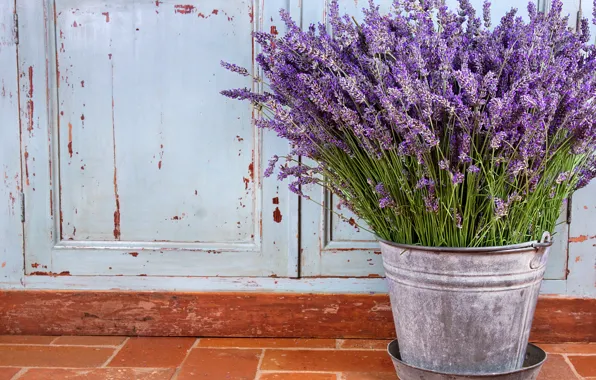 Flowers, still life, lavender, purple flowers