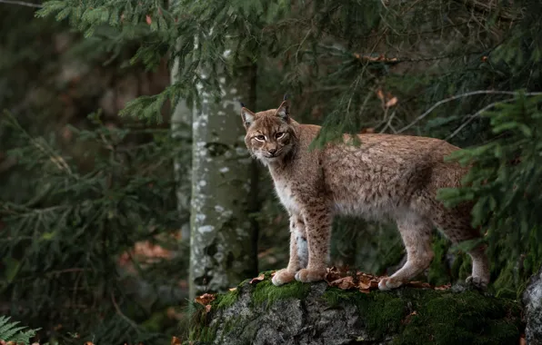 Picture autumn, forest, look, trees, pose, the dark background, stones, thickets