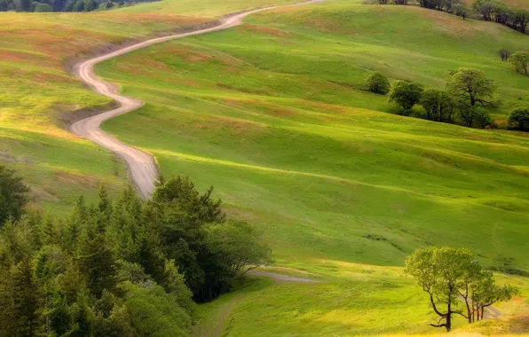 Road, meadow, the bushes