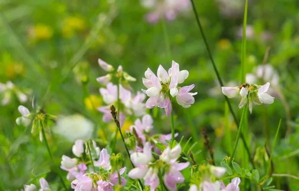 Picture flower, meadow, blooming