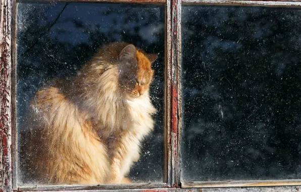 Picture cat, house, window