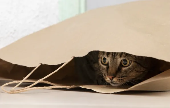 Cat, cat, package