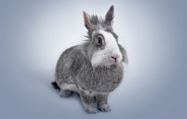 Picture rabbit, ears, pet