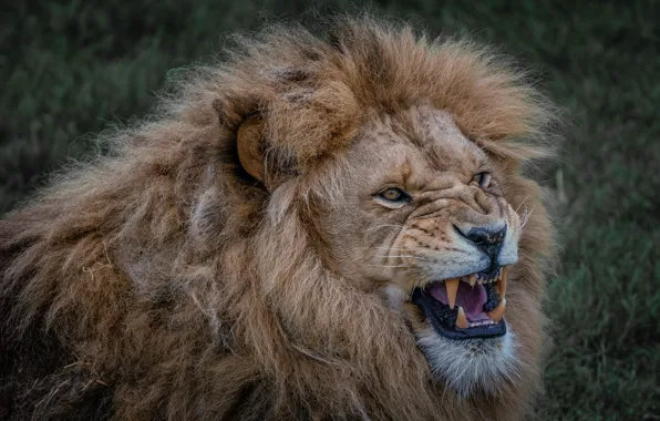 Face, portrait, Leo, mouth, mane, grin, evil