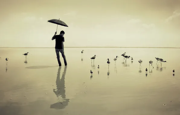 Picture sea, birds, umbrella, guy