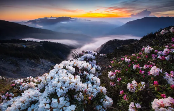 Picture landscape, flowers, mountains, nature, the bushes