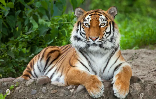 Picture look, face, nature, tiger, stones, foliage, portrait, paws