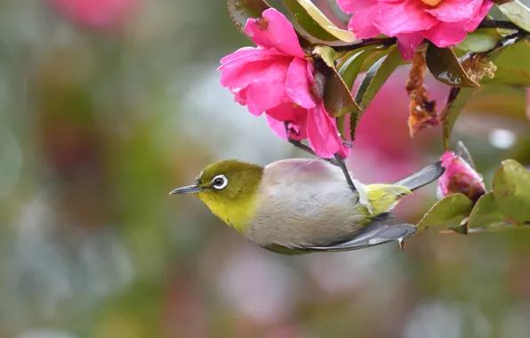 Flowers, pose, bird, branch, spring, pink, flowering, Camellia