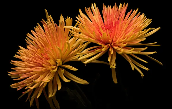 Flowers, nature, background