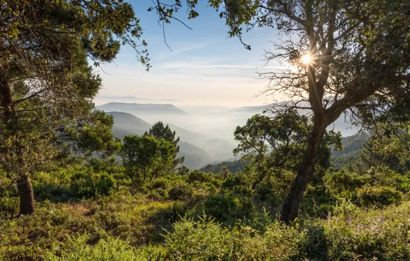 Trees, mountains, dawn, France, morning, France, Vosges Mountains, The Vosges Mountains