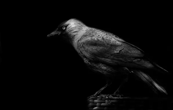 Beak, crow, black background